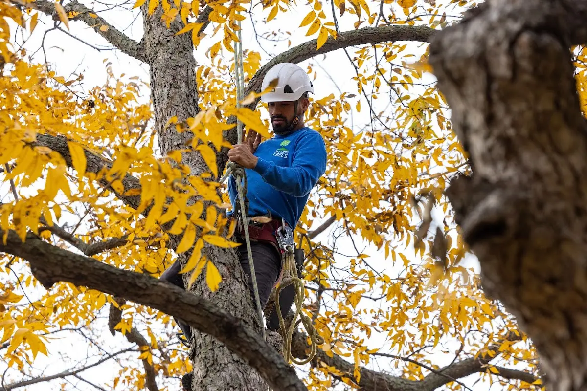 Skilled Tree Planting crew working in Manhattan Beach